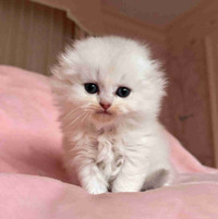 Purebred Scottish Fold Male Kittens Looking for Love