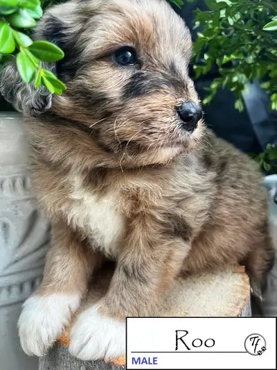 Welcome to our adoption for Olivia’s new litter of Tollerdoodles born on May 12. Olivia's gorgeous l...