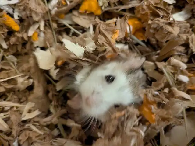 Roborowsky Hamster for Rehoming in Small Animals for Rehoming in Ottawa - Image 7
