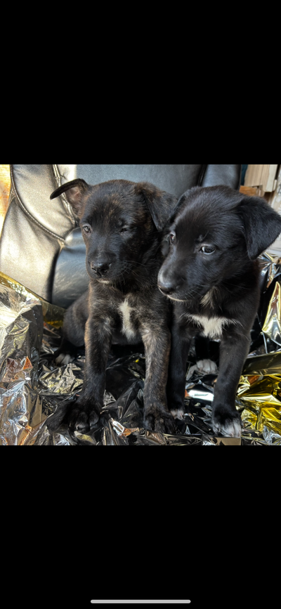 puppies for 150 up, View more