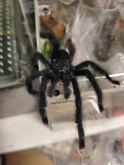 List below: - A. aviculara - MATURE male (hooked out 4 months ago) $80 - N. Tripeppi - adult male (n...