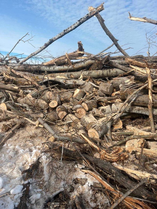 Wood For Sale - You Cut in Other in Winnipeg