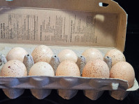 turkey hatching eggs