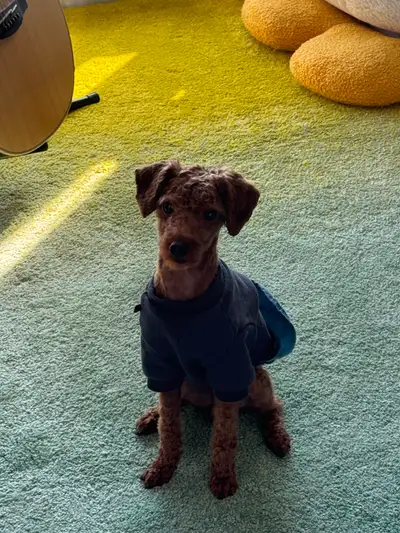 2-Year-Old Toy Poodle Looking for a Loving & Responsible Home, View more