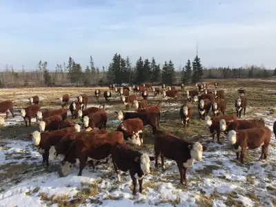 pure & commercial hereford cows &heifers, View more