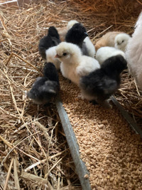 Day old pure silkie chicks