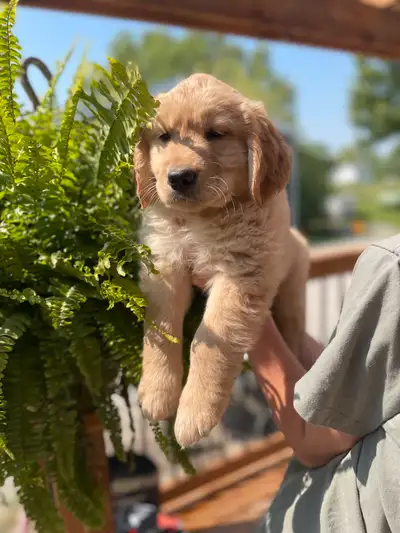These adorable purebred Golden Retriever puppies are looking for their forever homes! They are ready...