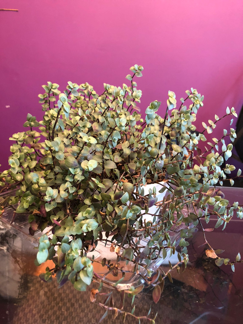 Orchid Cactus & Turtle plant, used for sale  