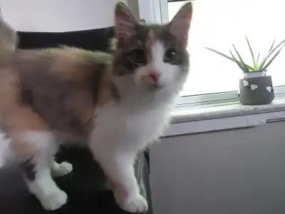 She is 8 months old , spayed and all shots up to date. Very friendly, doesn’t like to be picked up ,...