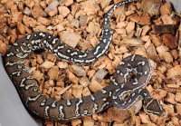 Angolan Pythons