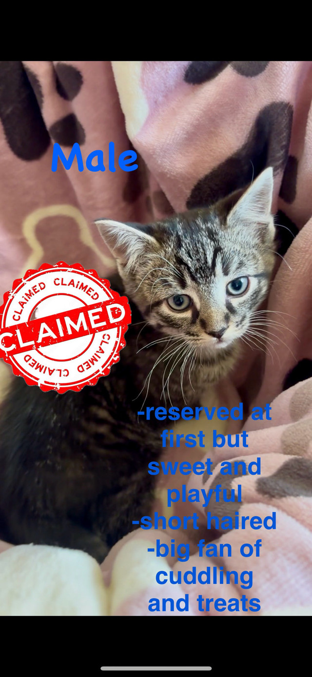 All Spoken for Thank You! 1/2 Ragdoll Kittens in Cats & Kittens for Rehoming in Annapolis Valley - Image 3