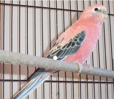Beautiful Male Rosey bourke 1 years old. Healthy bird. Comes with Cage and food. Asking for all $200...