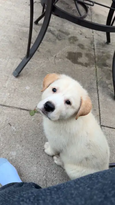 Mixed breed puppies for sale!!, View more