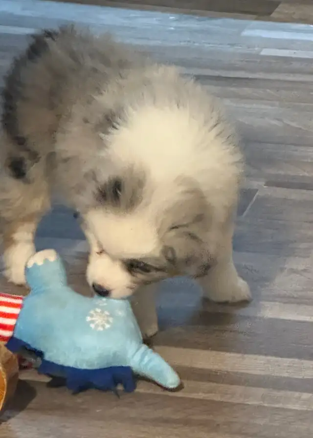 CKC Miniature American Shepherd (AKA : Mini Aussie)  in Dogs & Puppies for Rehoming in Napanee - Image 3