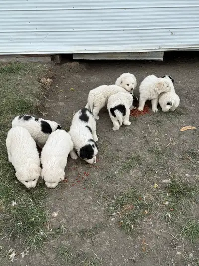 Great Pyrenees puppies, View more