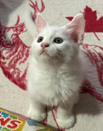 Maine coon 100% pure breed, View more