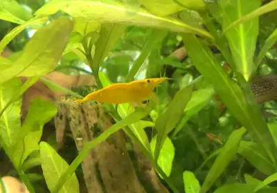Yellow Cherry shrimps Neocaridina Davidi. , View more