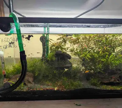 Planted and cycled 10 gallon tank, View more