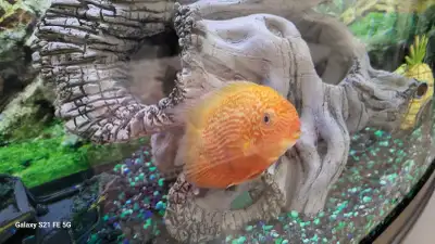 red spotted severum 4inches, View more