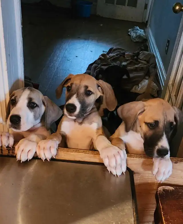 Great Dane puppies in Dogs & Puppies for Rehoming in Barrie - Image 3