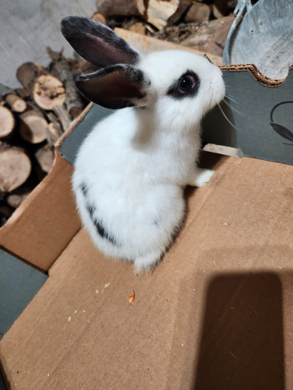 Baby bunnies Available!! in Small Animals for Rehoming in Kingston - Image 2