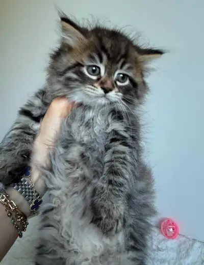 hypoallergenic Siberian kittens, View more
