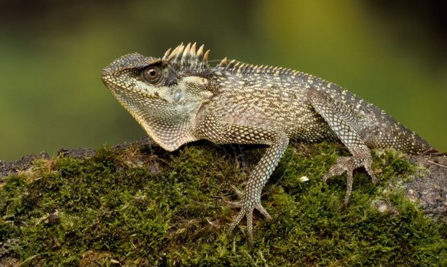 BEAUTIFUL MOUNTAIN HORNED DRAGON SPECIAL in Reptiles & Amphibians for Rehoming in North Bay - Image 3