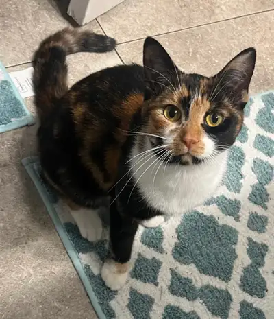 Female Cat For Rehoming , View more