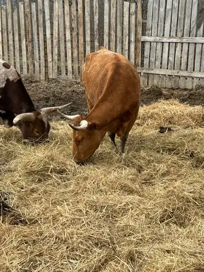 Two bred cows Been with a bull since last year. Have the last years calf’s on the farm also Super ge...