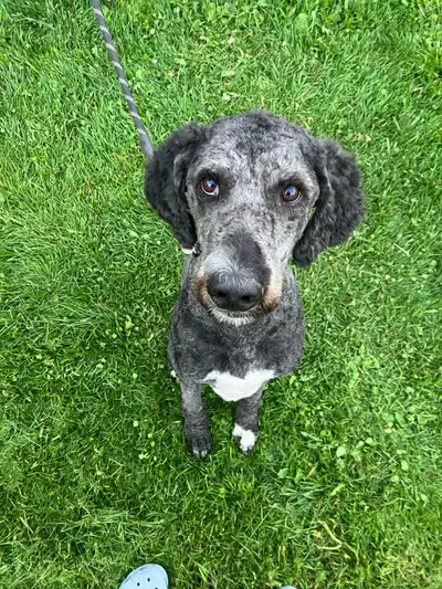 Male standard poodle, View more