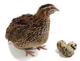 CORNEX QUAIL HATCHING EGGS HIGH QUALITY HENS INDOORS Order Day Olds 6 week old roosters Hens Eating...