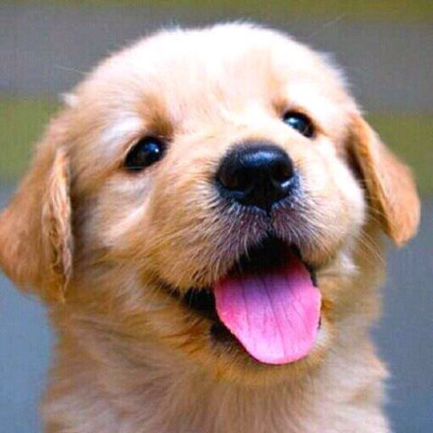 No.1 Dog Walking & Petsitting Services in Animal & Pet Services in London - Image 4