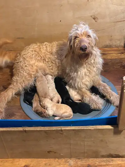 Labradoodles puppies, View more