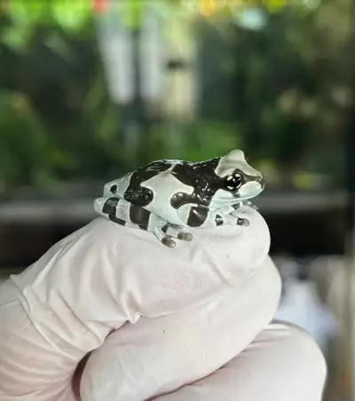 Milk Tree Frog Juveniles Trachycephalus resinifictrix, View more