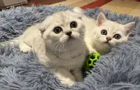 ❤️❤️❤️Affectionate British Scottish shorthair kittens ❤️