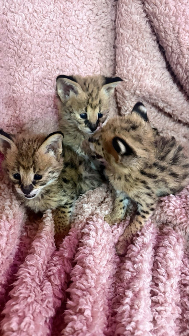 Serval Kittens Available  in Cats & Kittens for Rehoming in Ottawa