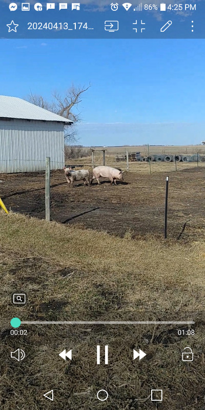 2 pigs. in Livestock in Winnipeg