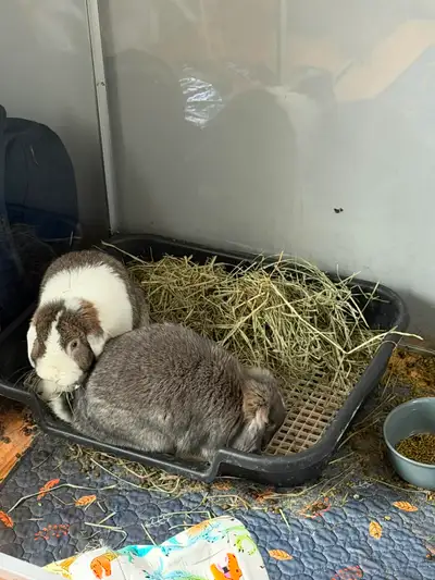 2 girl rabbits looking for a home, View more