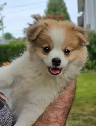 Male pomeranian/maltese mix puppy (maltipoms) LANGLEY, BC, View more