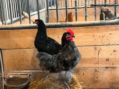 14 Barnyard mix roosters hatched this spring. Would make a beautiful colourful addition to your floc...