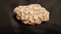 Beautiful Fossilized Coral In Limestone From RockyMountains Rock
