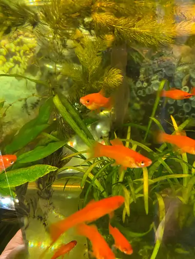 Red swordtail fish , View more