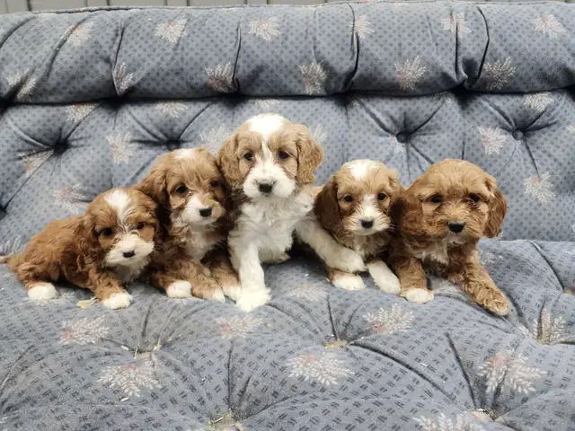 COCKAPOOO AND GOLDENDOODLE PUPPIES in Dogs & Puppies for Rehoming in Truro - Image 5
