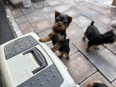 7/8 Yorkie puppy, View more