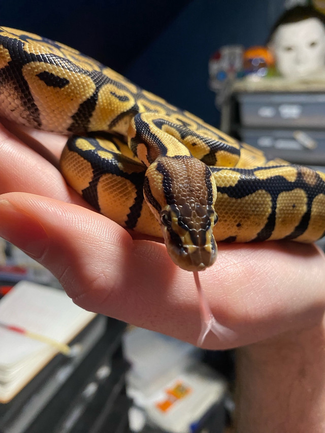 Pastel 100%het clown ball python  in Reptiles & Amphibians for Rehoming in Leamington
