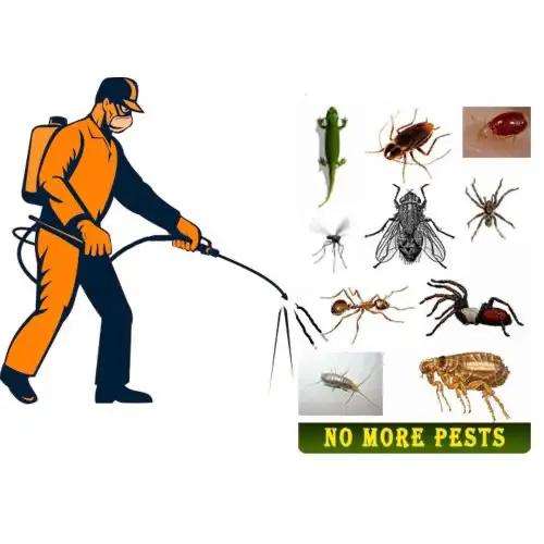 Pest Control Services 