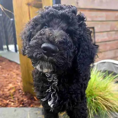 Whoodle Boy!, View more