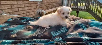 Friendly and Playful  Purebred Havanese Puppy, View more