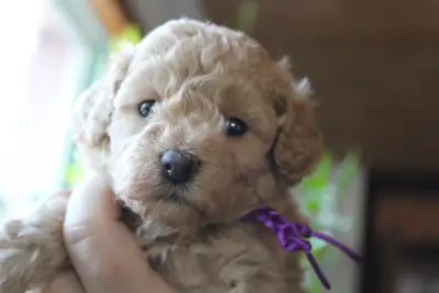 Maltipoo puppies, View more