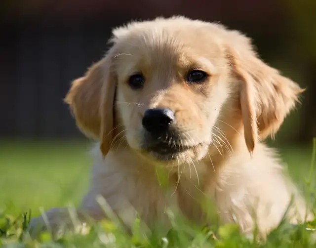Golden Retriever Puppies: Show Lines! OFA CHIC certified! in Dogs & Puppies for Rehoming in Norfolk County - Image 8